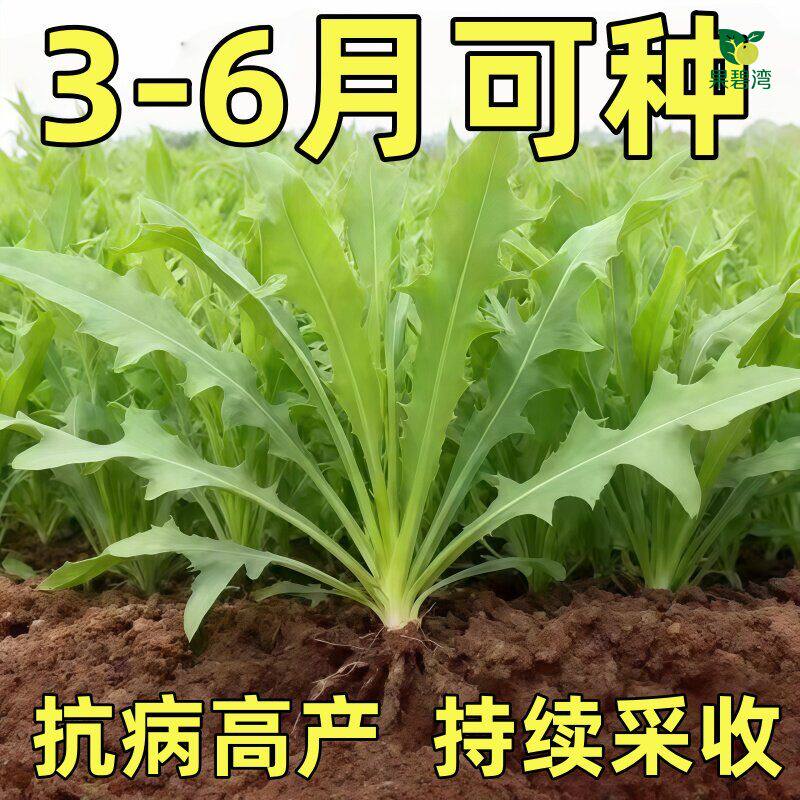 苦荬菜苦麻菜种子野苦菜取麻菜苦葛麻曲麻菜蔬菜种子苣苦麦菜种籽