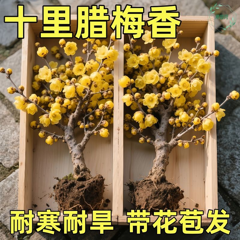 正宗浓香型素心腊梅花盆栽地栽老桩耐寒地栽四季正品花原土球花苞