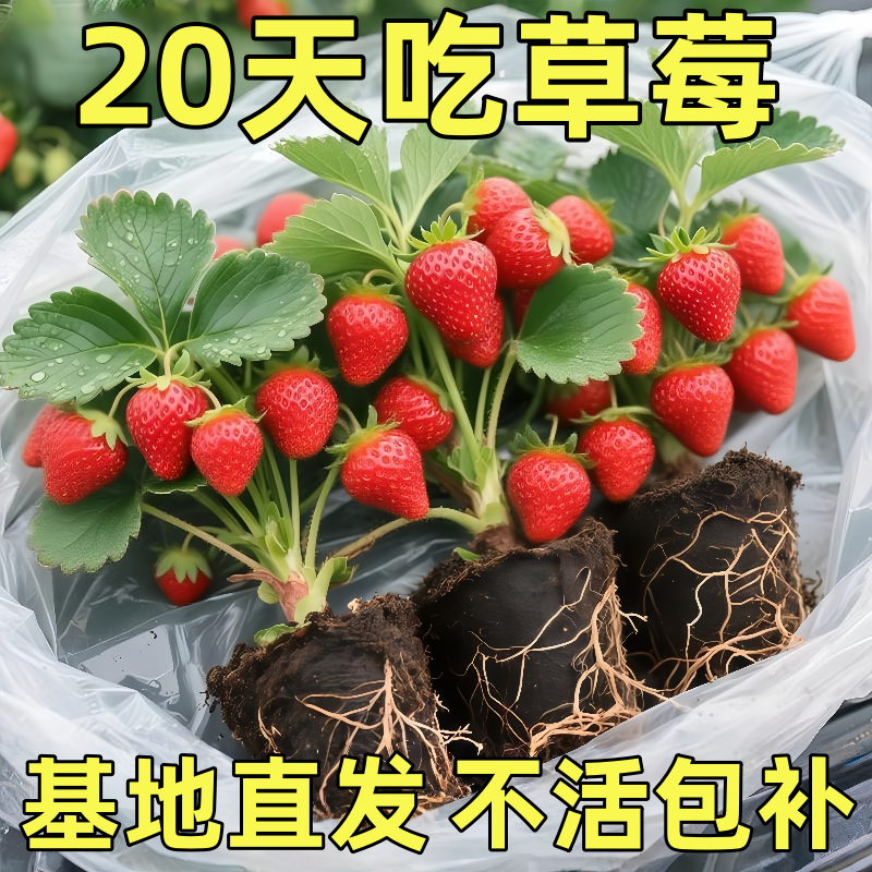 四季草莓苗南北方阳台种植果树苗当年结果奶油红颜草莓秧苗盆地栽