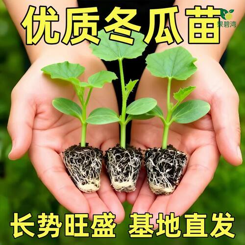 正宗粉皮小冬瓜苗子高产型易种植蔬菜种籽好吃肉厚不空心蔬菜种植