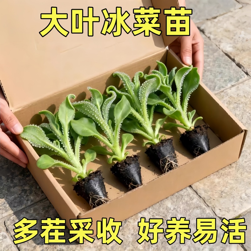 冰菜大苗水晶冰菜秧苗四季种植盆栽耐寒蔬菜苗冰菜幼苗种籽带土球