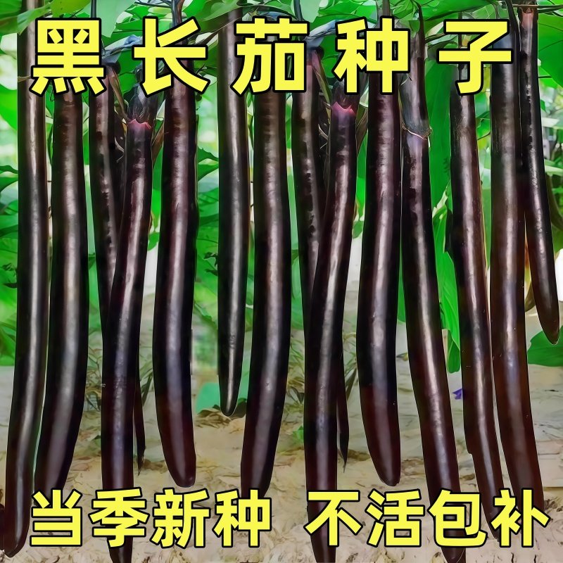 高产特长黑线茄种子红线茄子紫红色四季耐寒耐热早熟长茄蔬菜种子,鲜花速递/花卉仿真/绿植园艺,家庭园艺种子,淘宝优惠券,粉丝福利购,淘宝优惠卷
