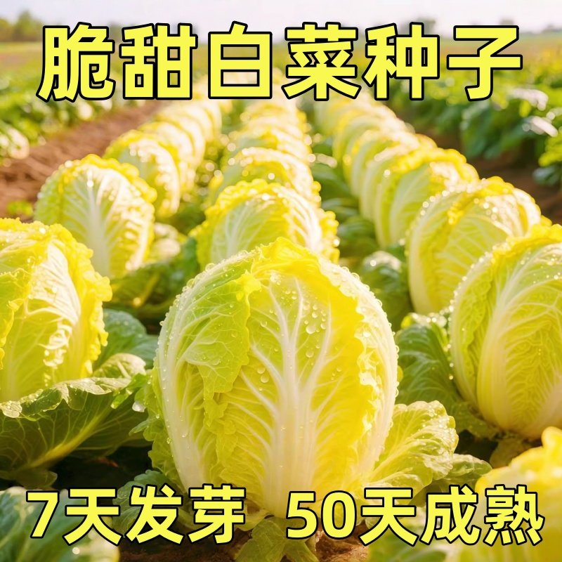 鸡蛋黄大白菜种子黄心早熟高产夏秋季种籽蔬菜孑大全白菜菜籽四季,鲜花速递/花卉仿真/绿植园艺,种苗/半成品盆栽,淘宝优惠券,粉丝福利购,淘宝优惠卷