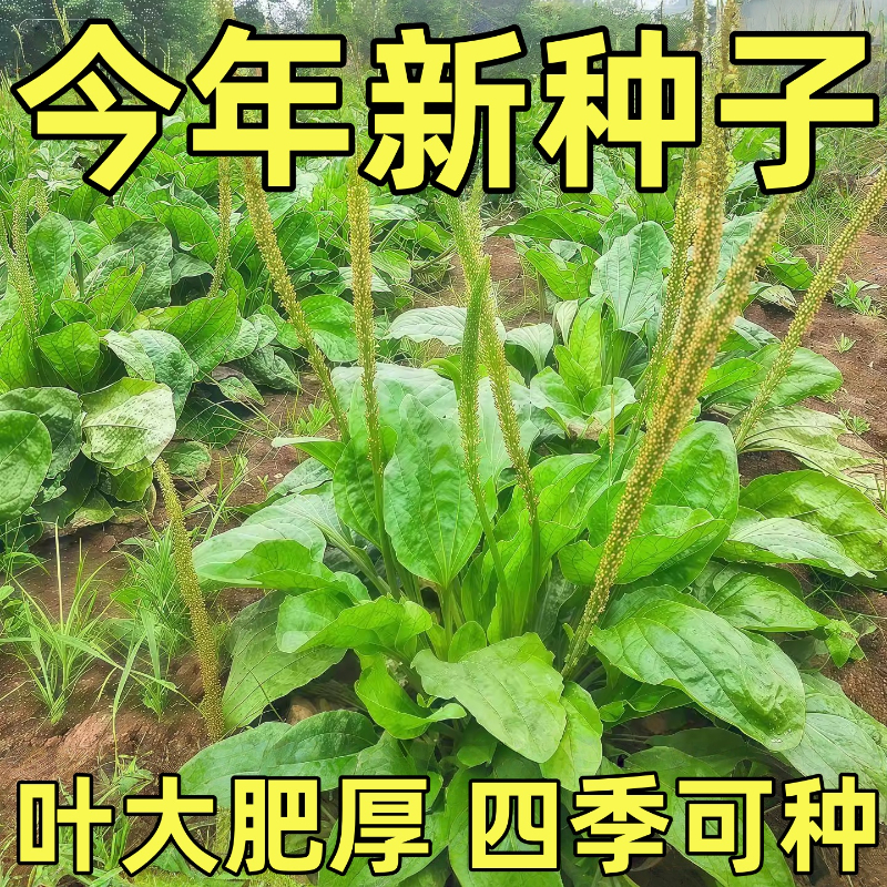 车前草种子食用四季播种野生车前子种籽药材室外庭院阳台盆栽