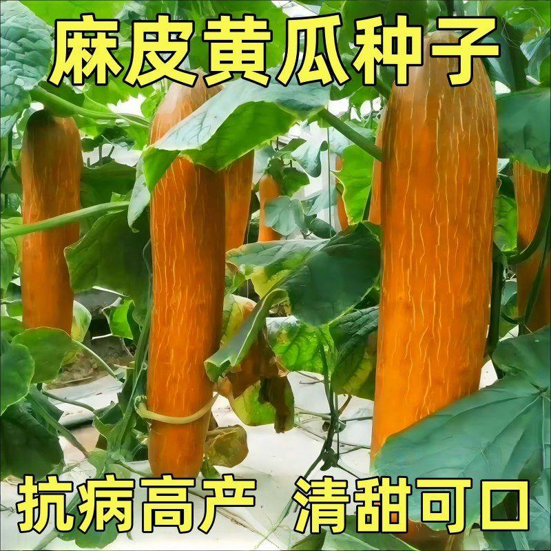 麻皮黄瓜种子籽家庭阳台小院盆栽四季麻黄瓜粗壮东北老黄瓜种籽,鲜花速递/花卉仿真/绿植园艺,种苗/半成品盆栽,淘宝优惠券,粉丝福利购,淘宝优惠卷