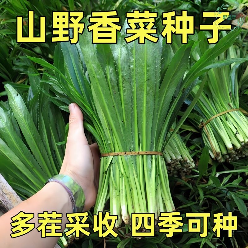 云南大芫荽种子缅甸刺芹大香菜种籽刺香菜孑秋季四季盆栽野菜蔬菜