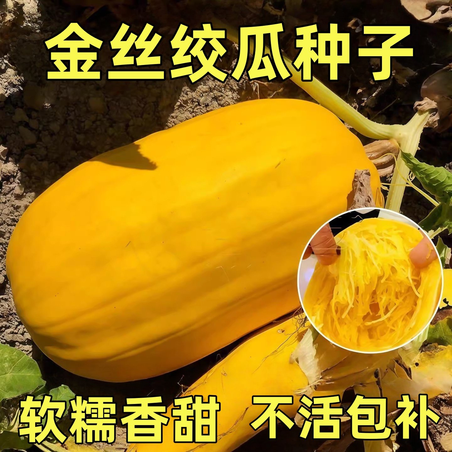 金丝绞瓜种子天然粉丝瓜种籽金瓜种孑茭瓜角瓜面条瓜鱼翅瓜南瓜籽