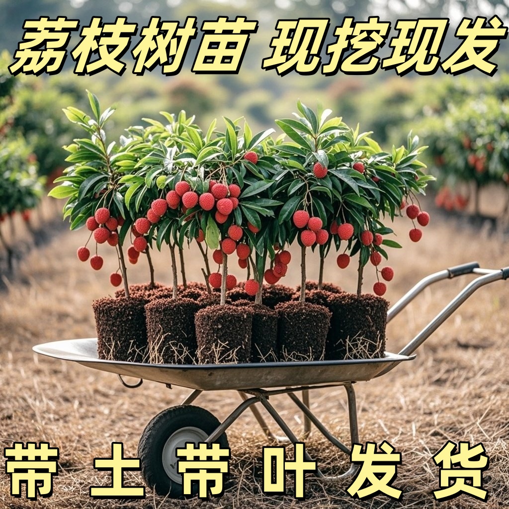 荔枝果树苗嫁接正宗妃子笑桂味荔枝苗盆栽地栽当年结荔枝果苗