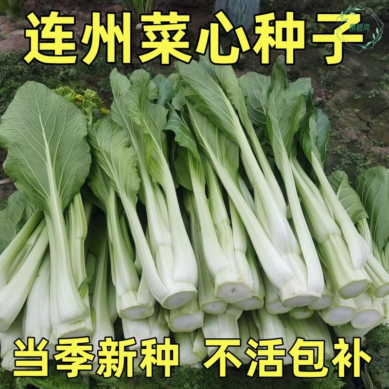连州菜心种子四季广东迟菜心种籽农家阳台盆栽蔬菜清甜爽脆菜心