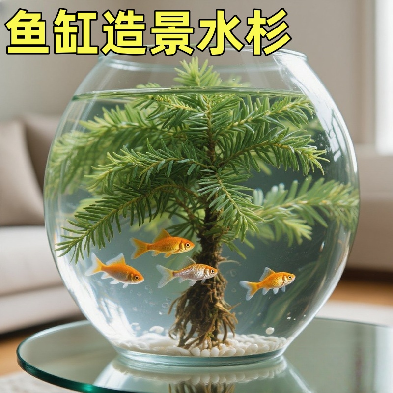 水杉鱼缸造景水培溪流缸盆栽盆景鱼池水生植物绿植室内外水草客厅
