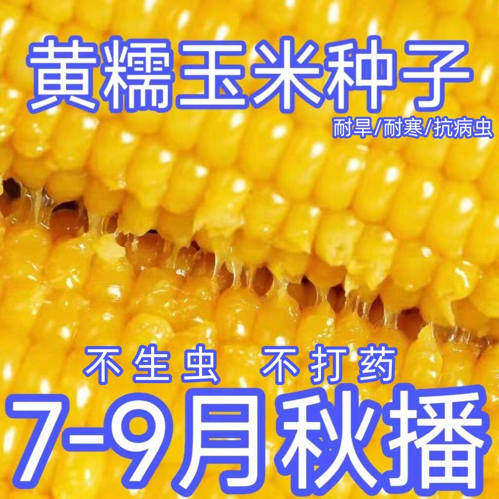 黄糯粘玉米种子一年四季种高产春秋甜糯玉米种子大田早熟粘玉米种