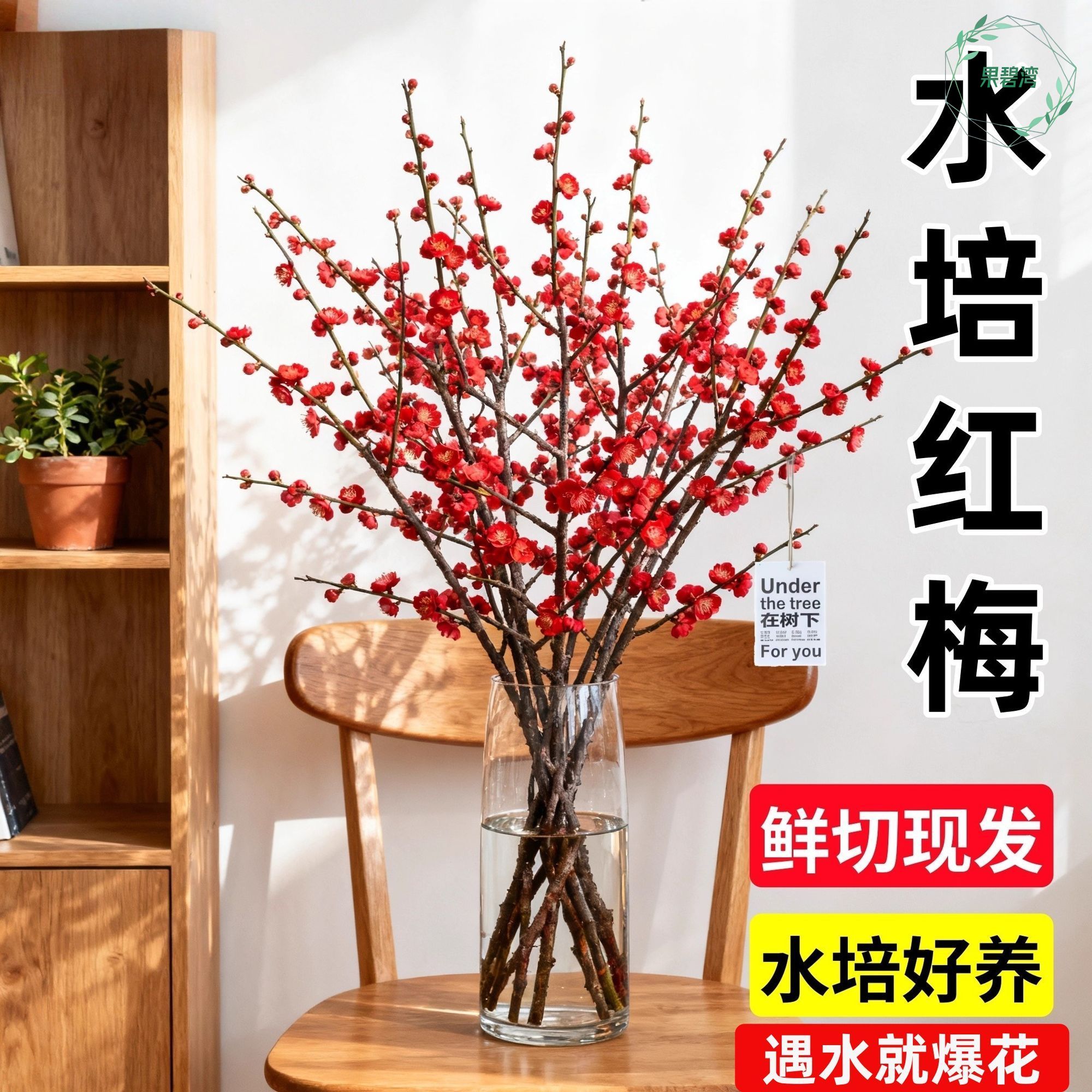 红梅水培植物干枝雪柳水养鲜花卉梅花鲜枝珍珠李室内客厅绿植盆栽