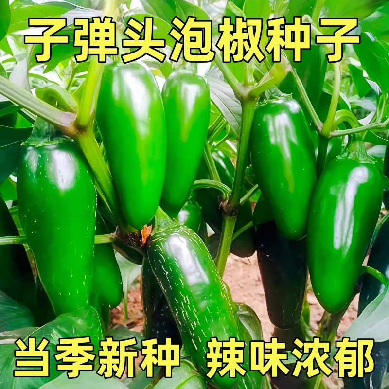 港椒辣椒子弹头墨西哥辣椒种子香辣贡椒泡椒种籽腌制咸菜阳台盆栽,鲜花速递/花卉仿真/绿植园艺,种苗/半成品盆栽,淘宝优惠券,粉丝福利购,淘宝优惠卷