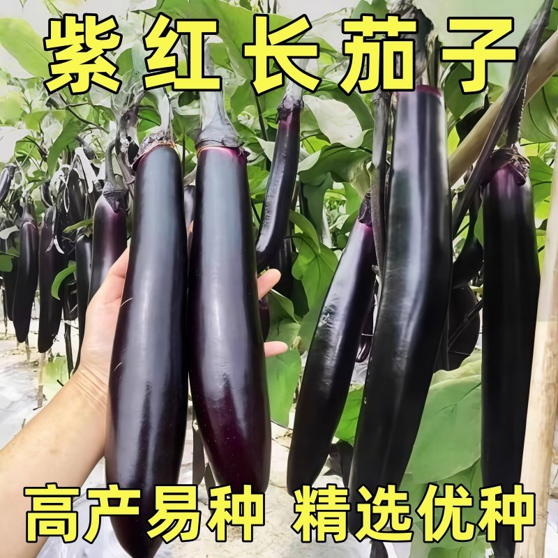 黑紫色长茄种子四季圆黑茄子种籽孑黑又亮茄子高产阳台蔬菜种子,鲜花速递/花卉仿真/绿植园艺,种苗/半成品盆栽,淘宝优惠券,粉丝福利购,淘宝优惠卷