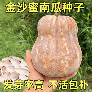 花生奶油小南瓜种子奶油南瓜种籽小南瓜种孑春季蔬菜种子贝贝南瓜