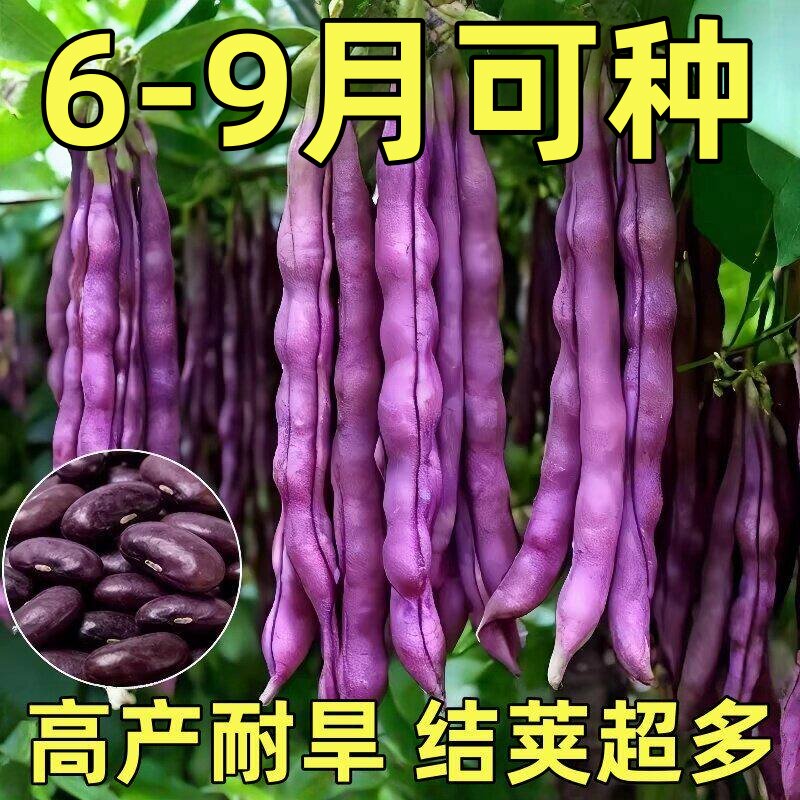 大紫袍紫红四季豆种子高产芸豆红玉春秋紫豆角架豆籽爬藤蔬菜种子