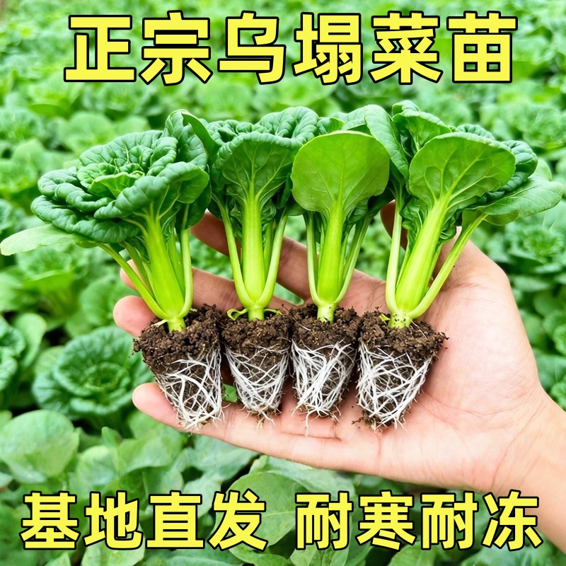 乌塌菜黄心苗蔬菜秧苗大全适合冬天种的菜苗冬季带土冬菜耐寒