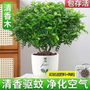 驱蚊草盆栽正宗清香胡椒木植物室内外花卉九里香盆景净化空气绿植