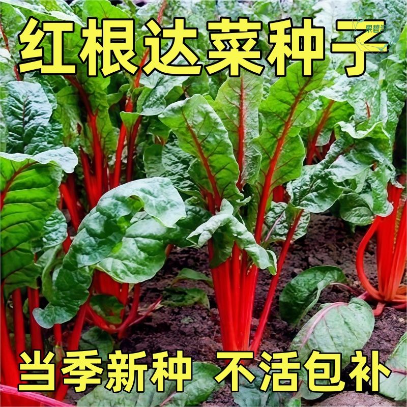 根达菜种籽红莲草救心草红梗菠菜红叶甜菜马兰头四季耐寒蔬菜种子