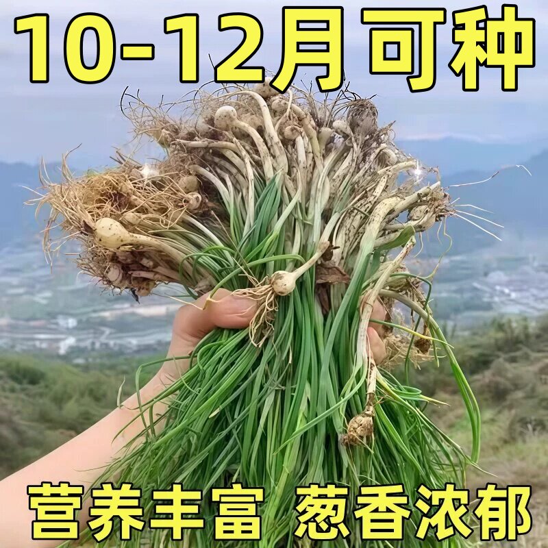 野葱种子苦蒜小根蒜胡葱百香葱野菜苦藠头薤白一年生野菜种籽