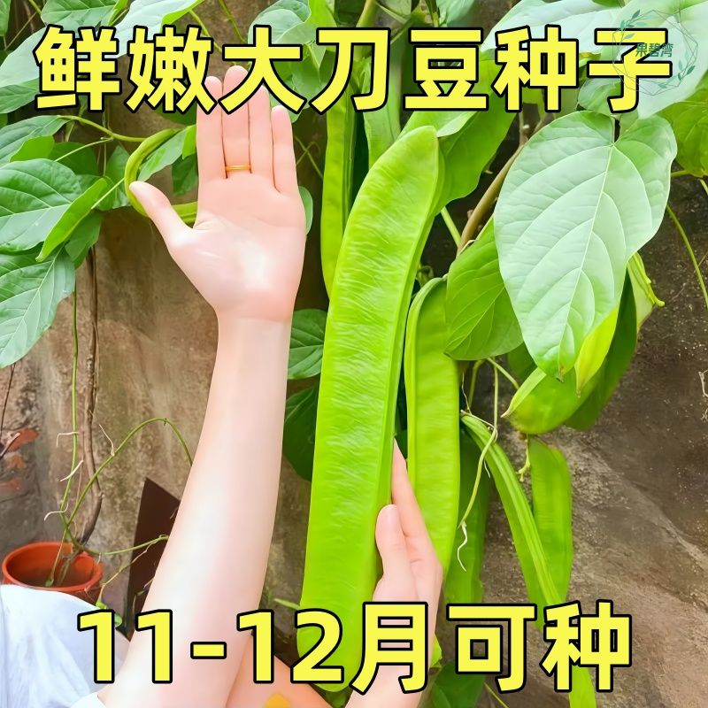 【大刀豆种子】四季巨型大扁豆种子阳台盆栽丰产大田特色蔬菜种子