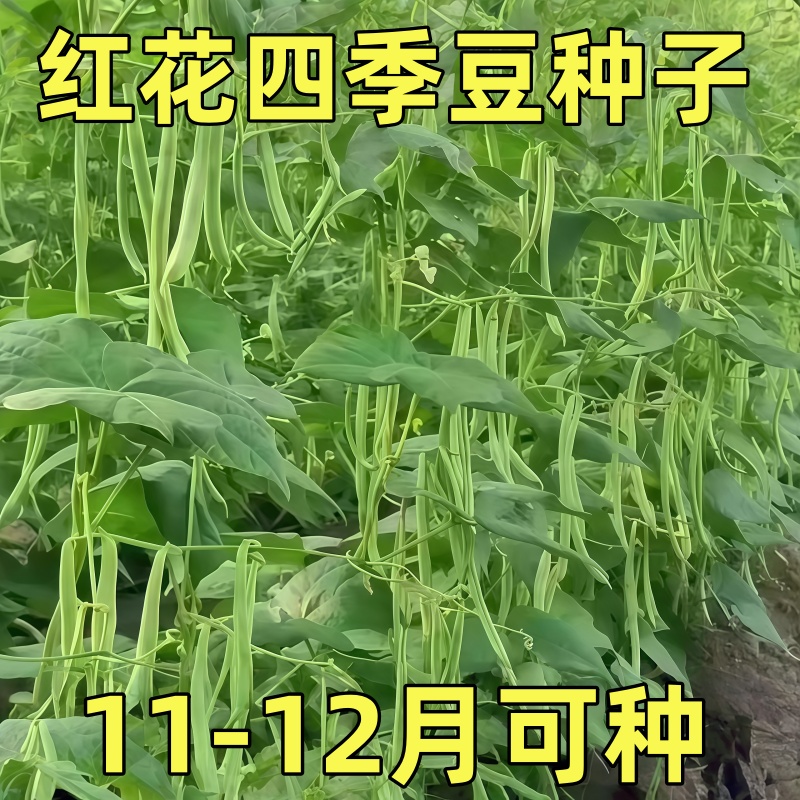 老品种四季豆种子高产早熟小金豆无筋豆种子豆角种四季蔬菜种孑