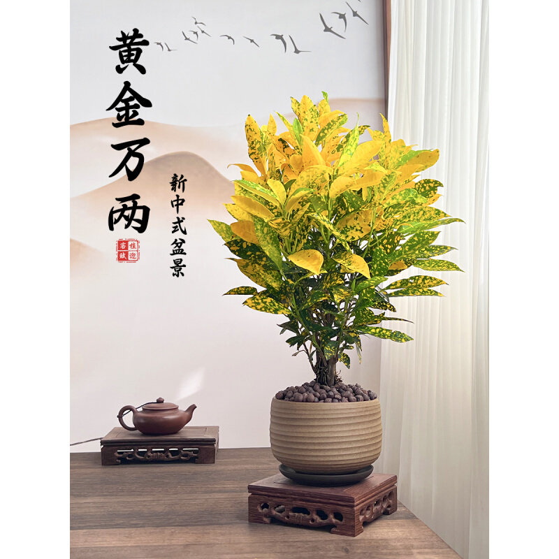 黄金万两盆栽办公室招财寓意洒金木植物客厅变叶木新中式观叶盆景
