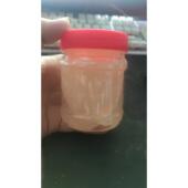 不流胶200克装 特制加硬粘虫胶 粘鼠胶