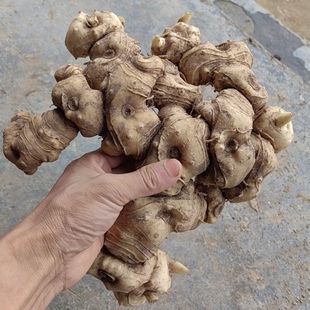 仿野生新鲜纯天然黄精多花黄精老虎姜煲汤泡酒中药材九制黄精原料