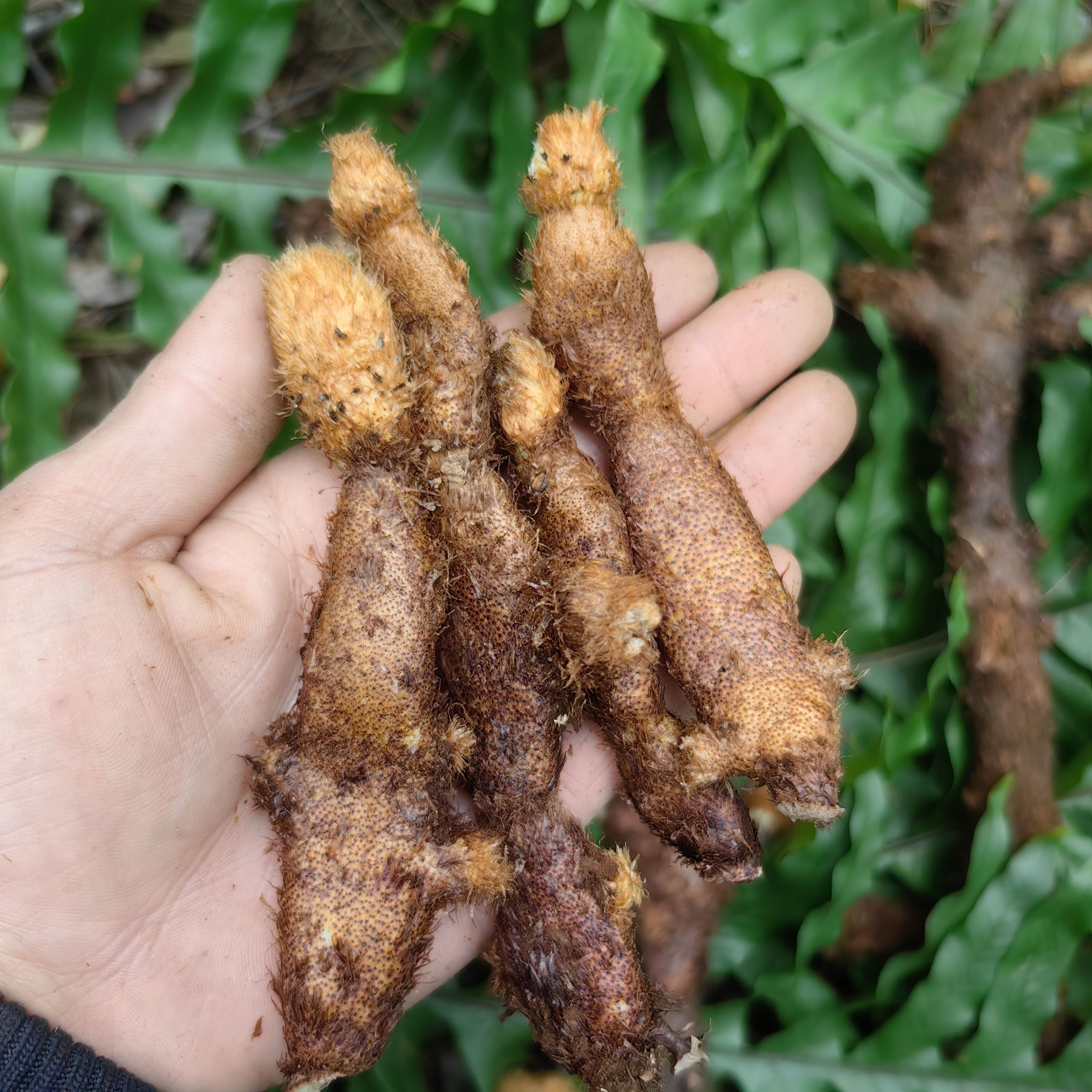 新鲜骨碎补野生中药材新鲜巴岩姜煲汤泡酒中草药毛姜猴子姜500克