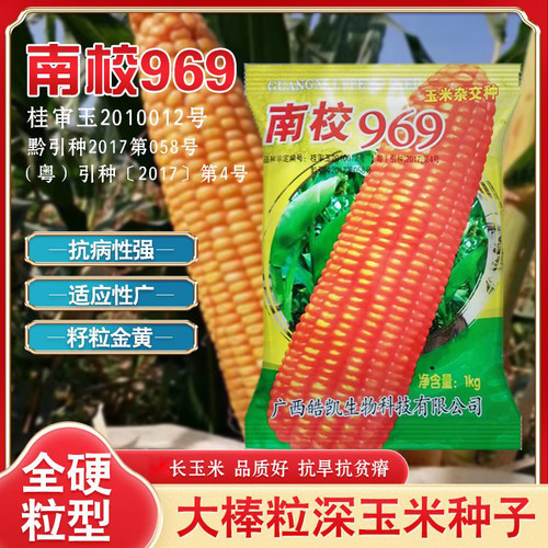 硬粒型玉米种子南校969适宜海拔8