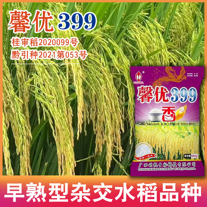 浓香型国标一级香米晚稻水稻种子馨优399水稻种子抗倒伏水稻广西