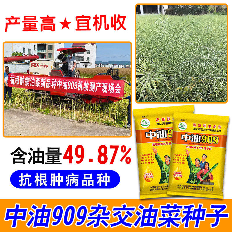 中油909油菜籽抗根肿病高含油