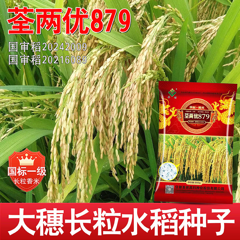 双国审杂交品种国标一级香米水稻种荃两优879长粒浓香型口感好