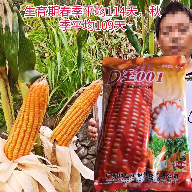 可矮杆大棒产量高玉米种子D玉001