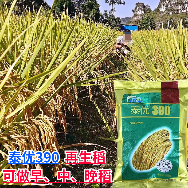 原装正品再生稻水稻种子泰优390水稻种子抗倒伏适应性广