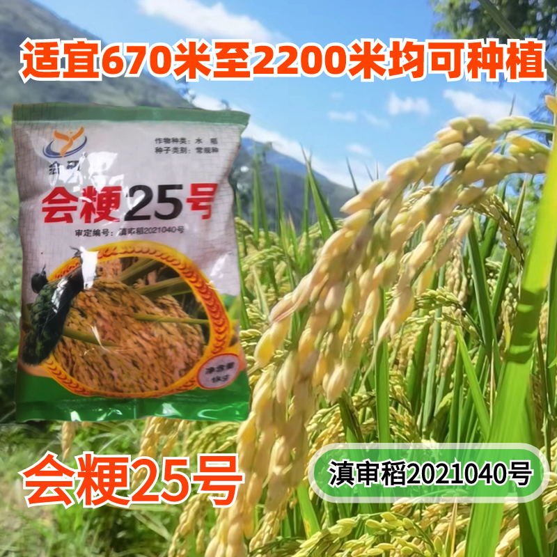 云南高海拔优质水稻种粳稻会粳25