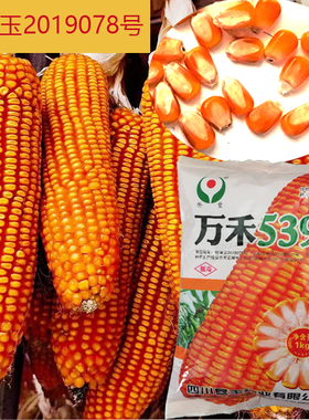 万禾539杂交玉米种子云南贵州广西籽粒黄色半马齿型