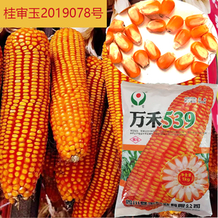 万禾539杂交玉米种子云南贵州广西籽粒黄色半马齿型