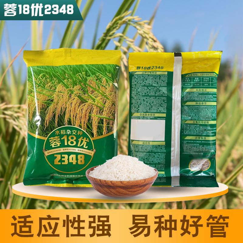 中高海拔优质水稻种子26号