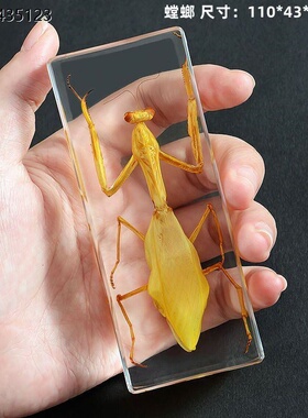 螳螂标本真实昆虫标本摆件把玩书镇纸镇尺寸110*43*26mm透明