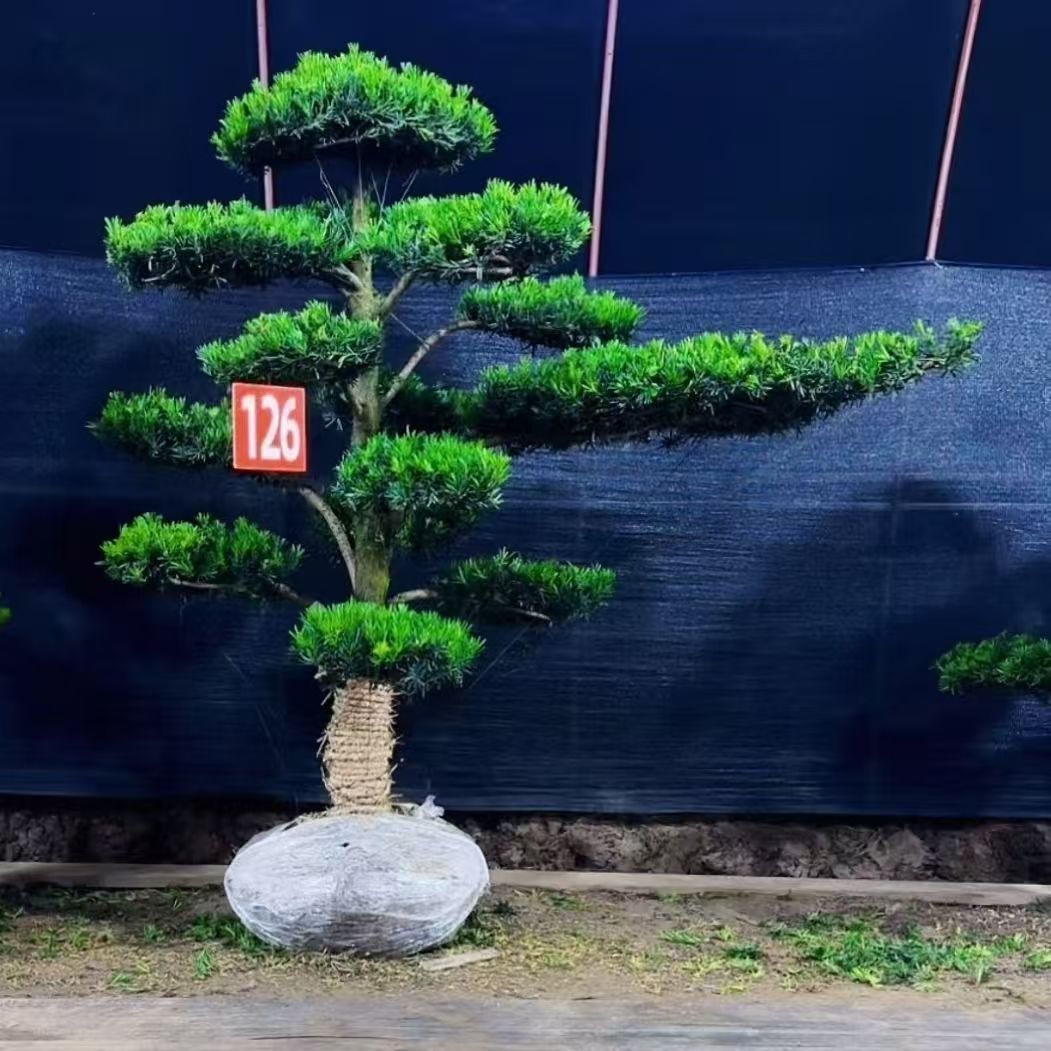 罗汉松小叶雀舌别墅庭院绿植地栽绿化造型树老桩好种好养四季常青