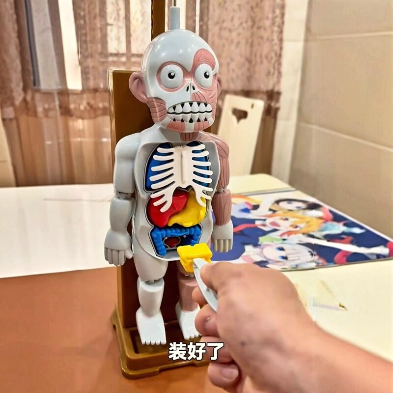 人体脏器模型骨骼器官人偶结构儿童玩具可拆卸万圣节恐怖恶搞礼物