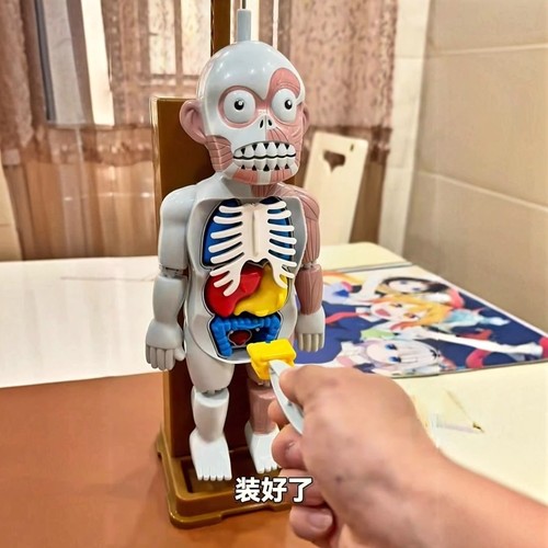 人体脏器模型骨骼器官人偶结构