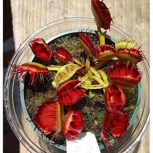 迷你可爱小型品种多肉绿植盆栽食人花扑蝇草 红手指捕蝇草