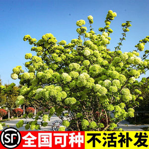 中华木绣球大斗球灌木花卉庭院别墅大型造景木本植物盆栽树苗四季