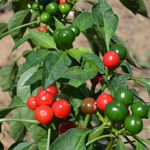 红宝石椒种子20粒Cherry Pepper樱桃辣椒蔬菜种籽阳台盆栽春季播