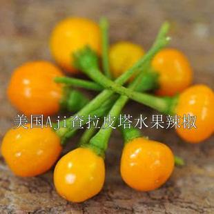 辣椒种子 查拉皮塔 辣椒中的爱马shi 独特果香 蔬菜盆栽种籽