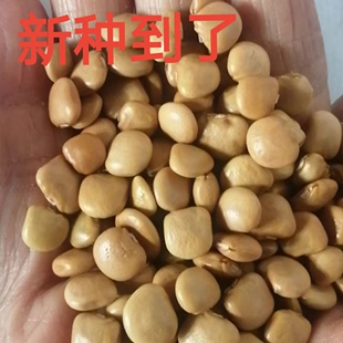 牧马山白心地瓜种籽番薯种子地萝卜四季蔬菜种孑农家种白豆薯种籽