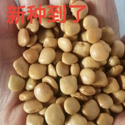 牧马山白心地瓜种籽番薯种子地萝卜四季蔬菜种孑农家种白豆薯种籽